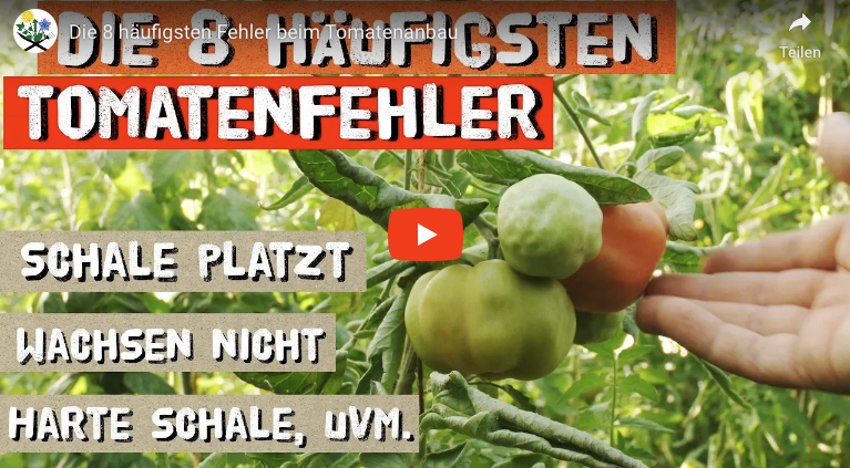 8 Fehler beim Tomatenanbau