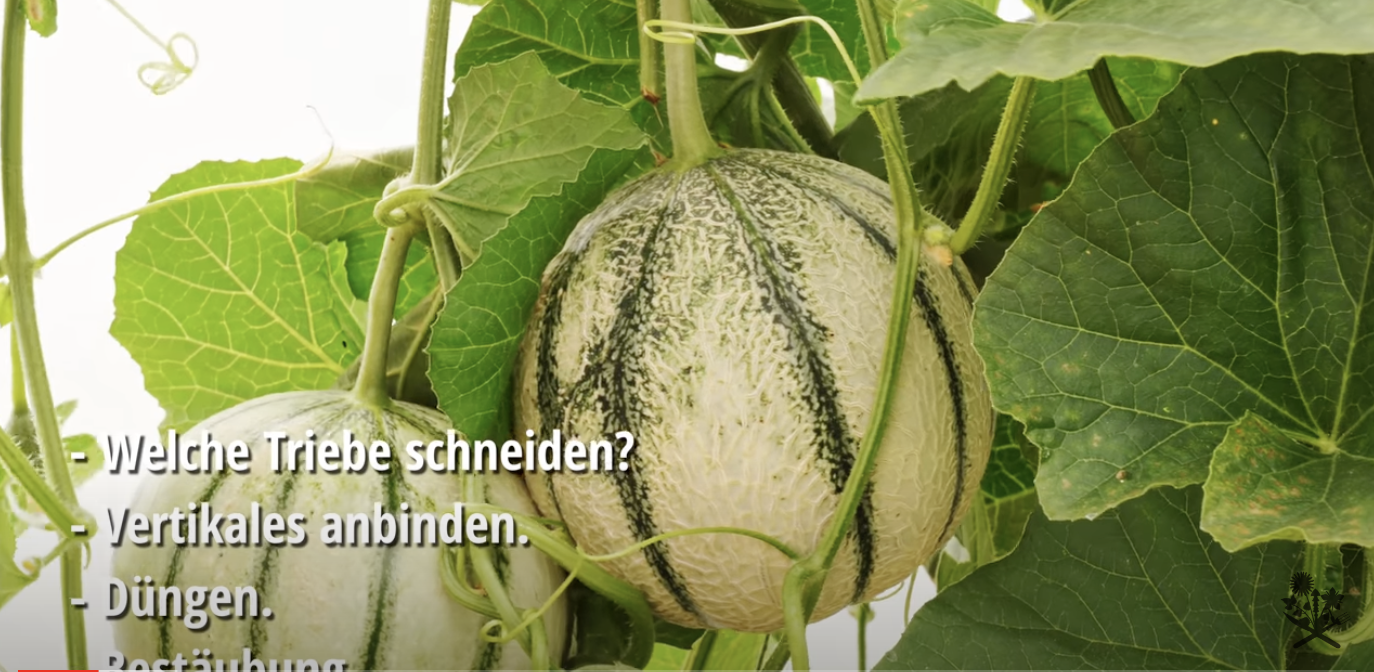 Pflegetips fur Melonen