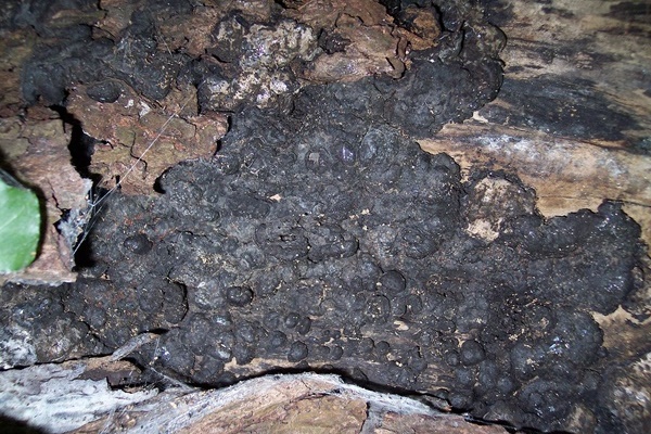 brandkrustenpilz