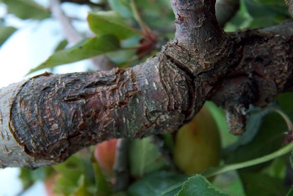 obstbaumkrebs4