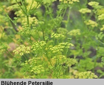 1Petersilie 210xx