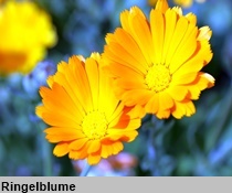 2Ringelblume 210xx