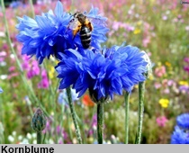 2kornblume 210xx