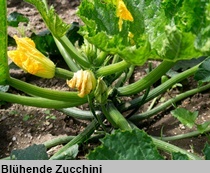 3Zucchini 210xx